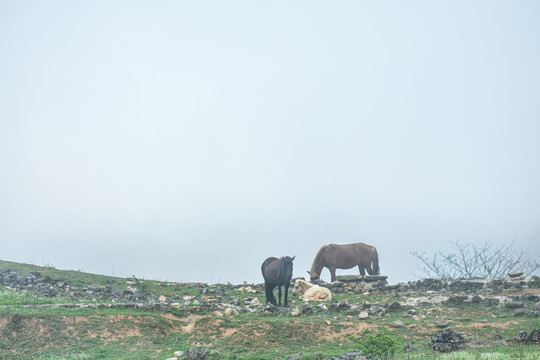 菌子山风光