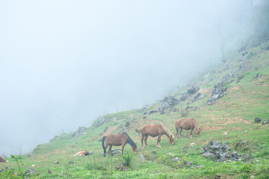 菌子山风光