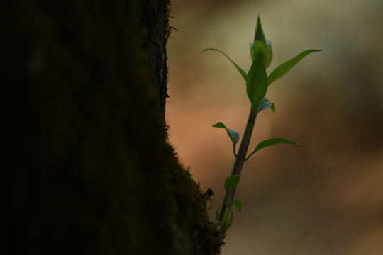 枝叶嫩芽