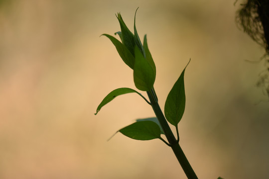 枝叶嫩芽