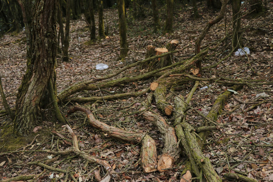 树木砍伐破坏