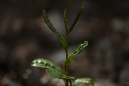 野生古树茶