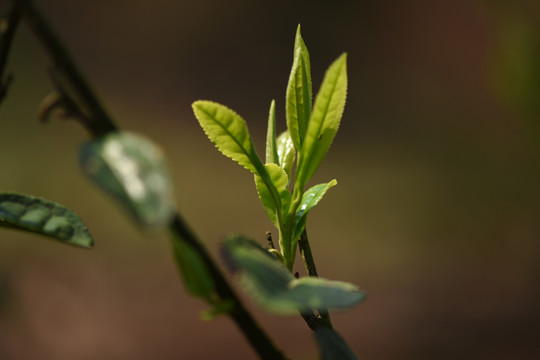 野生古树茶