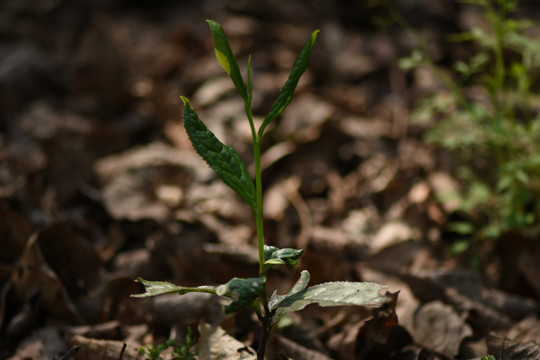 野生古树茶