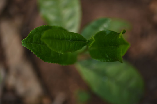 野生古树茶