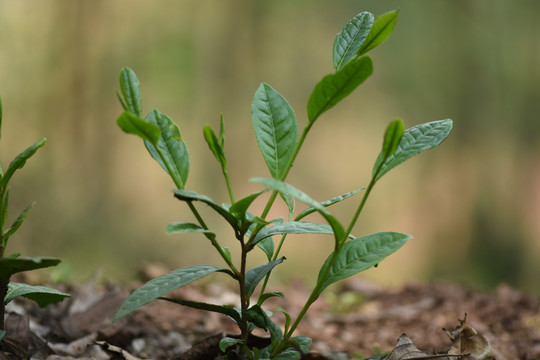 野生古树茶