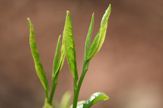 野生古树茶