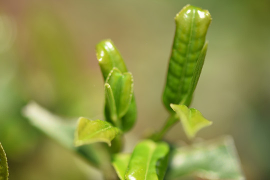 野生古树茶