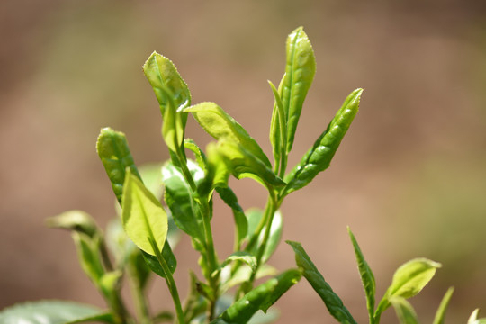 野生古树茶