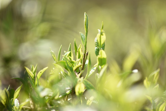 野生古树茶