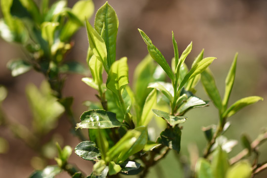 野生古树茶
