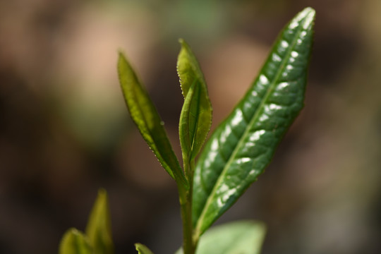 野生古树茶