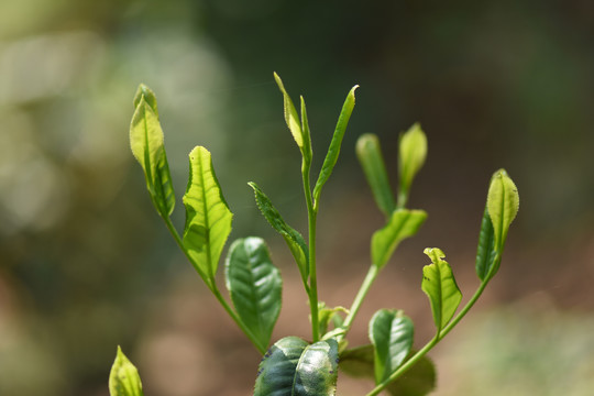 野生古树茶