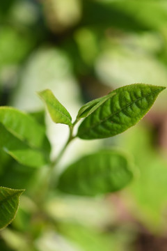 野生古树茶