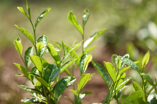 野生古树茶