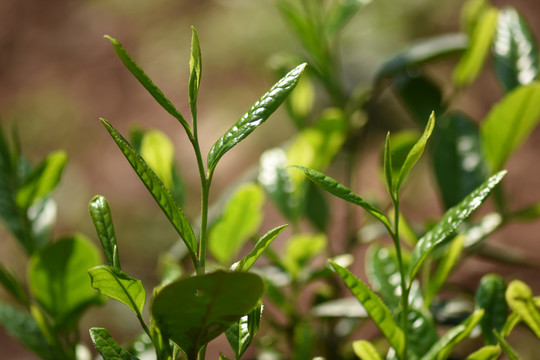 野生古树茶