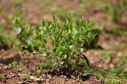 野生古树茶