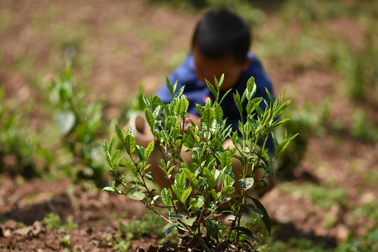 野生古树茶