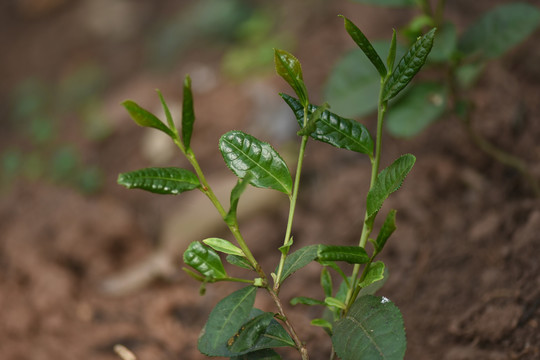 野生古树茶