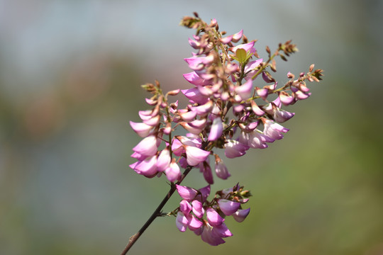 粉色小米花