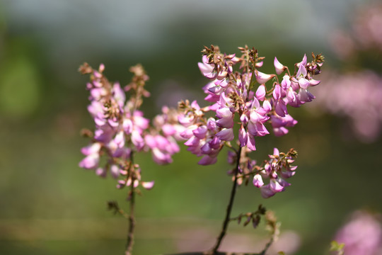 粉色小米花