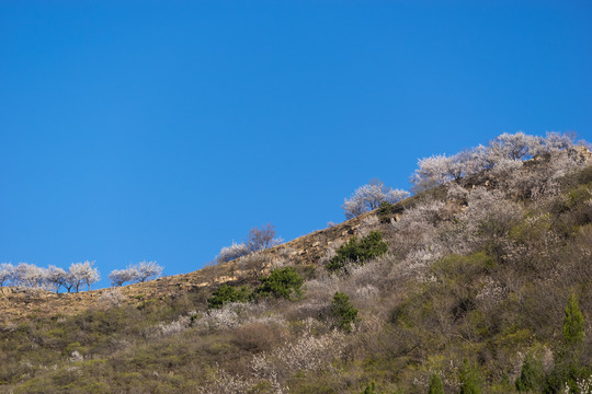 长城花季