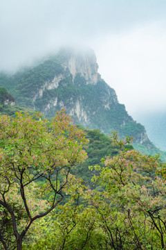 雨后山林