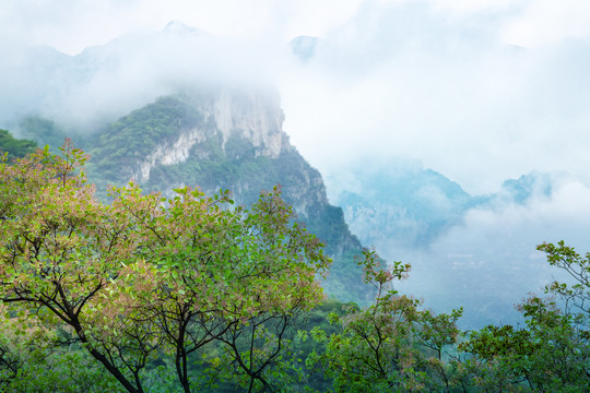 云雾笼罩下的深山老林