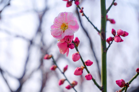 梅花
