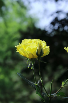 月季花