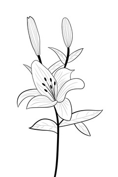 百合花白描线稿