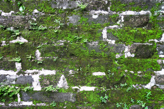 苔藓青砖墙