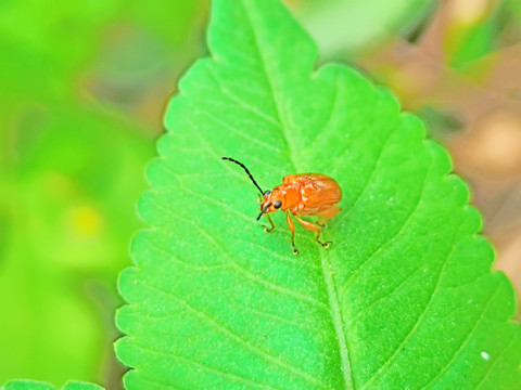 黄足黄守瓜