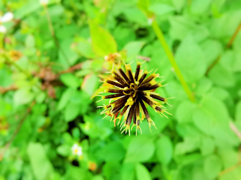 小花鬼针草