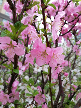 初春绽放的粉色五瓣樱花