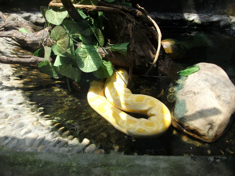 金黄色蛇