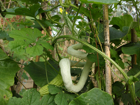 蛇豆