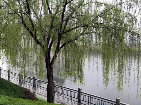雨中的河堤大柳树