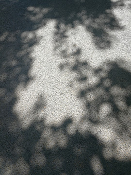 地面树影