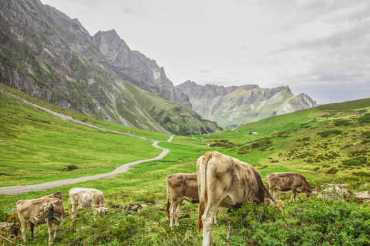 瑞士阿尔卑斯山区高原牧场的牛群