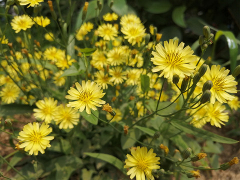 黄色小野菊花