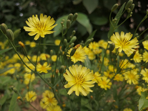 黄色小野菊花