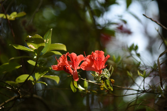 菌子山杜鹃花