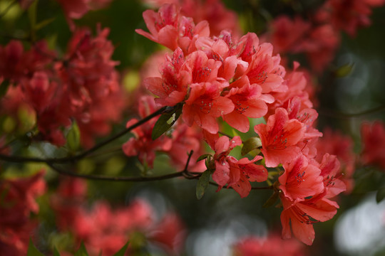 菌子山杜鹃花