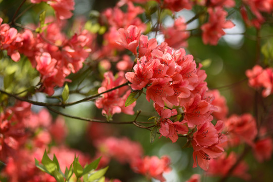 菌子山杜鹃花