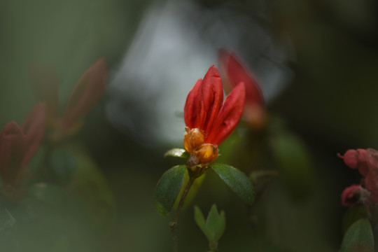 菌子山杜鹃花