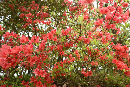 菌子山杜鹃花