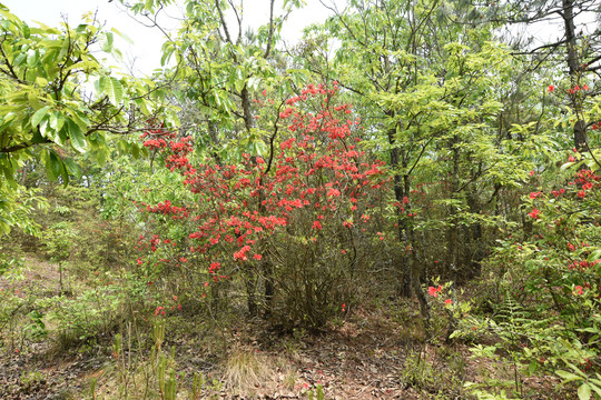 菌子山杜鹃花