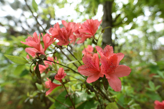 菌子山杜鹃花