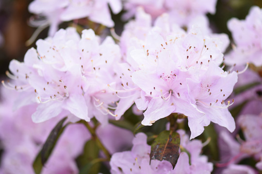 菌子山杜鹃花